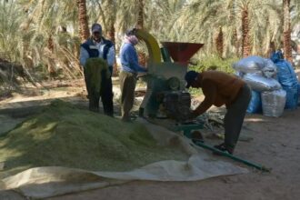 مختصون: المخلفات الزراعية مورد اقتصادي يعزز الأمن الغذائي
