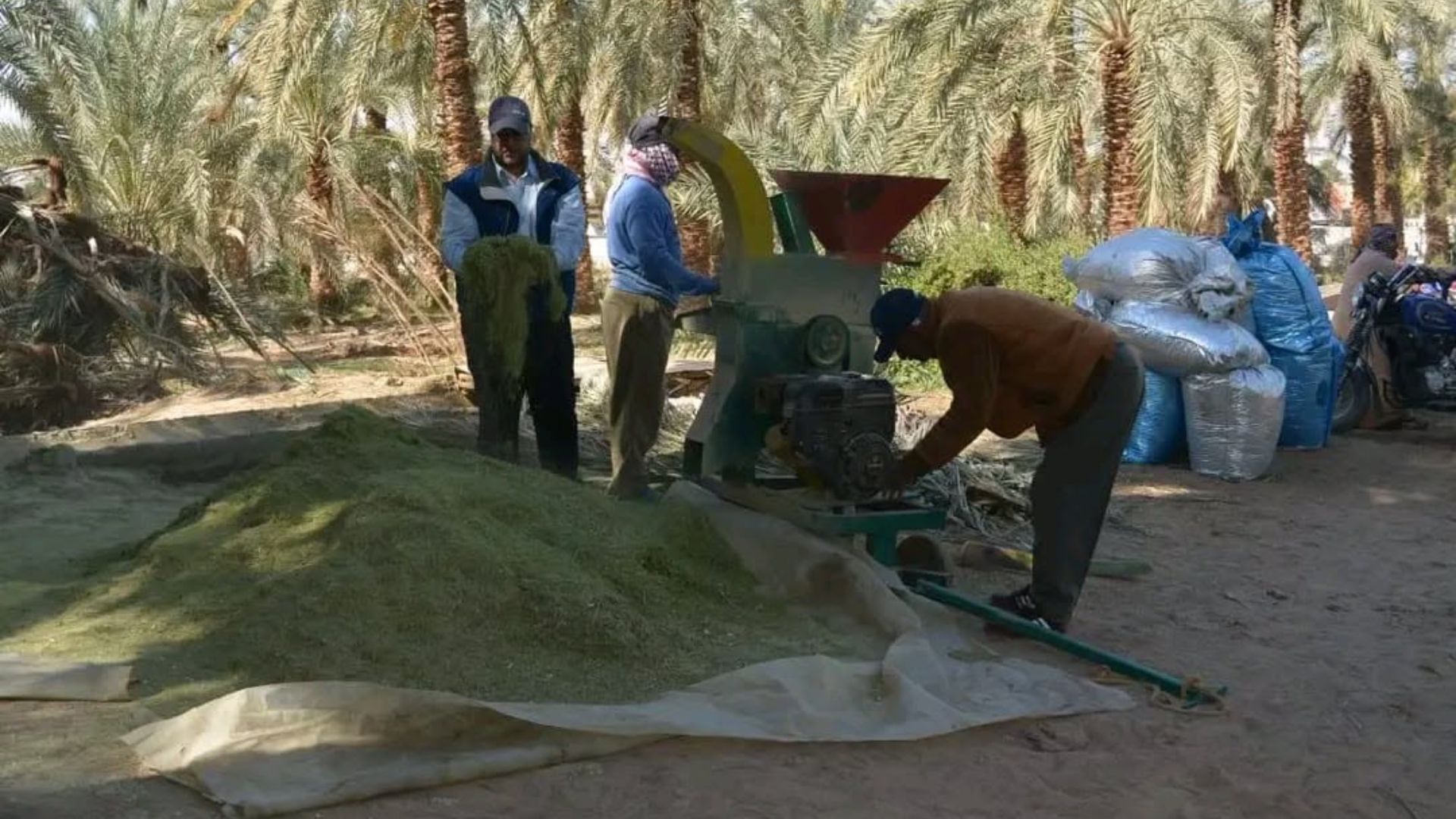 مختصون: المخلفات الزراعية مورد اقتصادي يعزز الأمن الغذائي