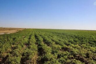زراعة المفرق تدعو المزارعين لأخذ الحيطة والحذر خلال موجة الحر الحالية