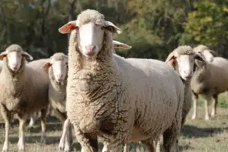 الخروف الإسباني يعود إلى الأسواق الأردنية بعد توقف استيراده العام الماضي