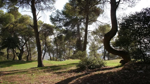 10 آلاف كيس نفايات تخرج من محمية دبين.. و5 آلاف شجرة تجف بسبب التغير المناخي