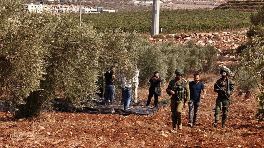 عين على القدس يناقش اعتداءات المستوطنين خلال موسم الزيتون