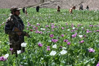 الأمم المتحدة: زراعة خشخاش الأفيون بأفغانستان تتضاعف أربع مرات