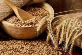 وزارة الصناعة والتجارة تطرح عطاء لشراء 100 أو 120 ألف طن شعير
